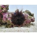 Mespilia globulus
