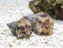 Turbo setosus