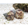 Turbo setosus