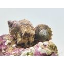 Turbo setosus
