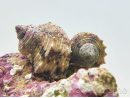 Turbo setosus