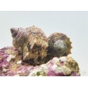 Turbo setosus