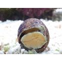 Turbo brunneus M