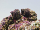 Turbo brunneus M