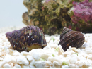 Turbo brunneus M