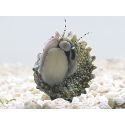 Astralium sp