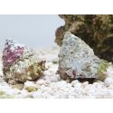 Astralium sp