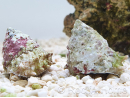 Astralium sp