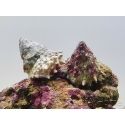 Astralium sp