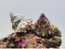 Astralium sp