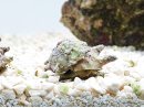 Escargot Astrea