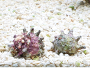 Escargot Astrea