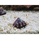 Trochus histrio