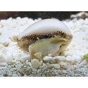 Cyprea annulus
