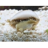 Cyprea annulus