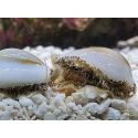Cyprea annulus