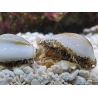 Cyprea annulus