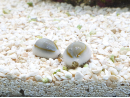 Cyprea annulus