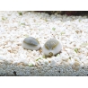 Cyprea annulus