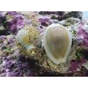 Cyprea annulus