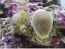 Cyprea annulus