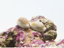 Cyprea annulus