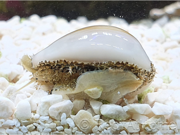 Cyprea annulus