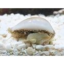Cyprea annulus
