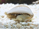 Cyprea annulus