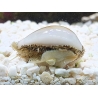 Cyprea annulus