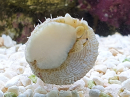 Tectus fenestratus