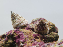 Tectus fenestratus