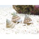 Tectus fenestratus