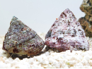 Tectus virgatus