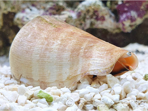 Strombus luhuanus