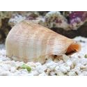 Strombus luhuanus