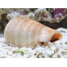 Strombus luhuanus