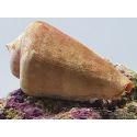 Strombus luhuanus