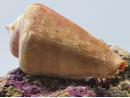 Strombus luhuanus