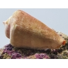 Strombus luhuanus