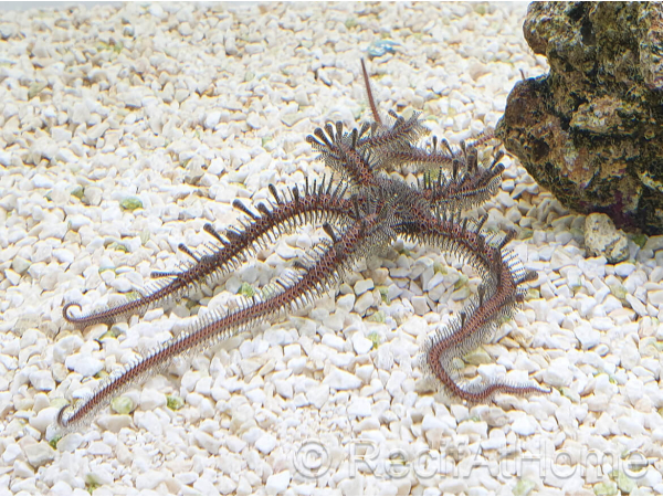 Ophiocoma nereidina