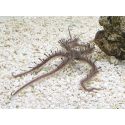 Ophiocoma nereidina