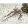 Ophiocoma nereidina