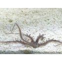 Ophiocoma nereidina