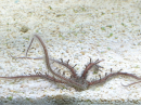 Ophiocoma nereidina