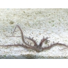 Ophiocoma nereidina