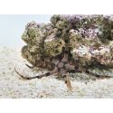 Ophiolepis superba
