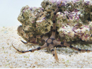Ophiolepis superba