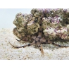 Ophiolepis superba