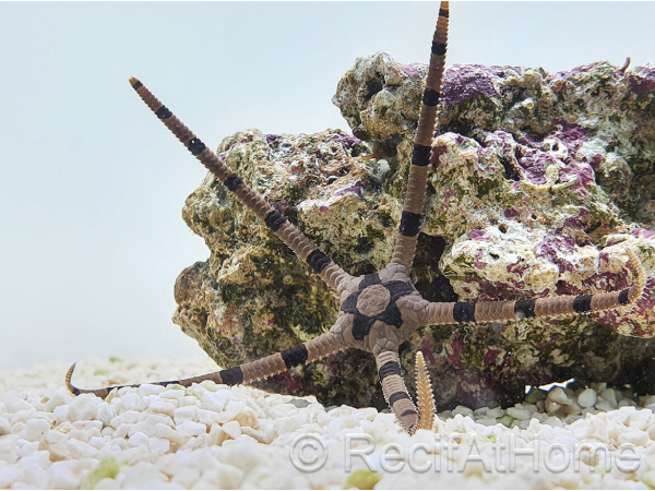 Ophiolepis superba